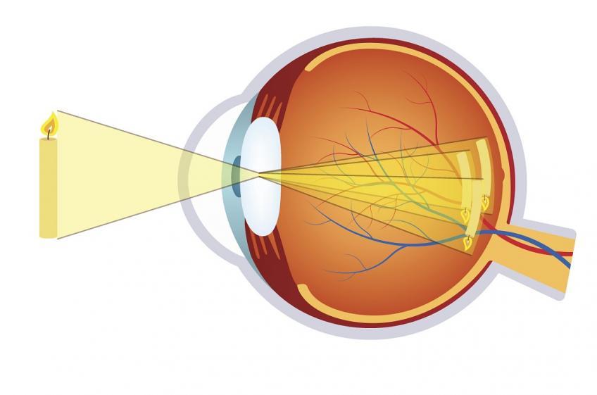 Оптическая система глаза - что это и из чего состоит