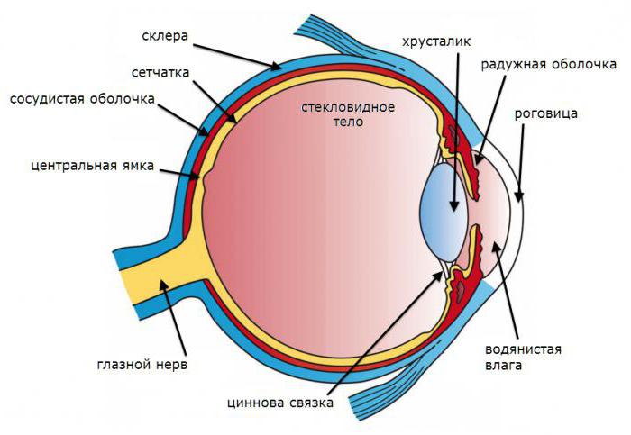 Структура глаза